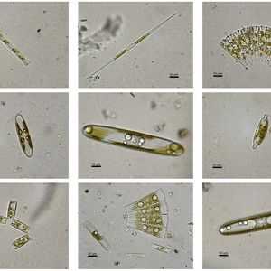 Meet your Posher, Kiana